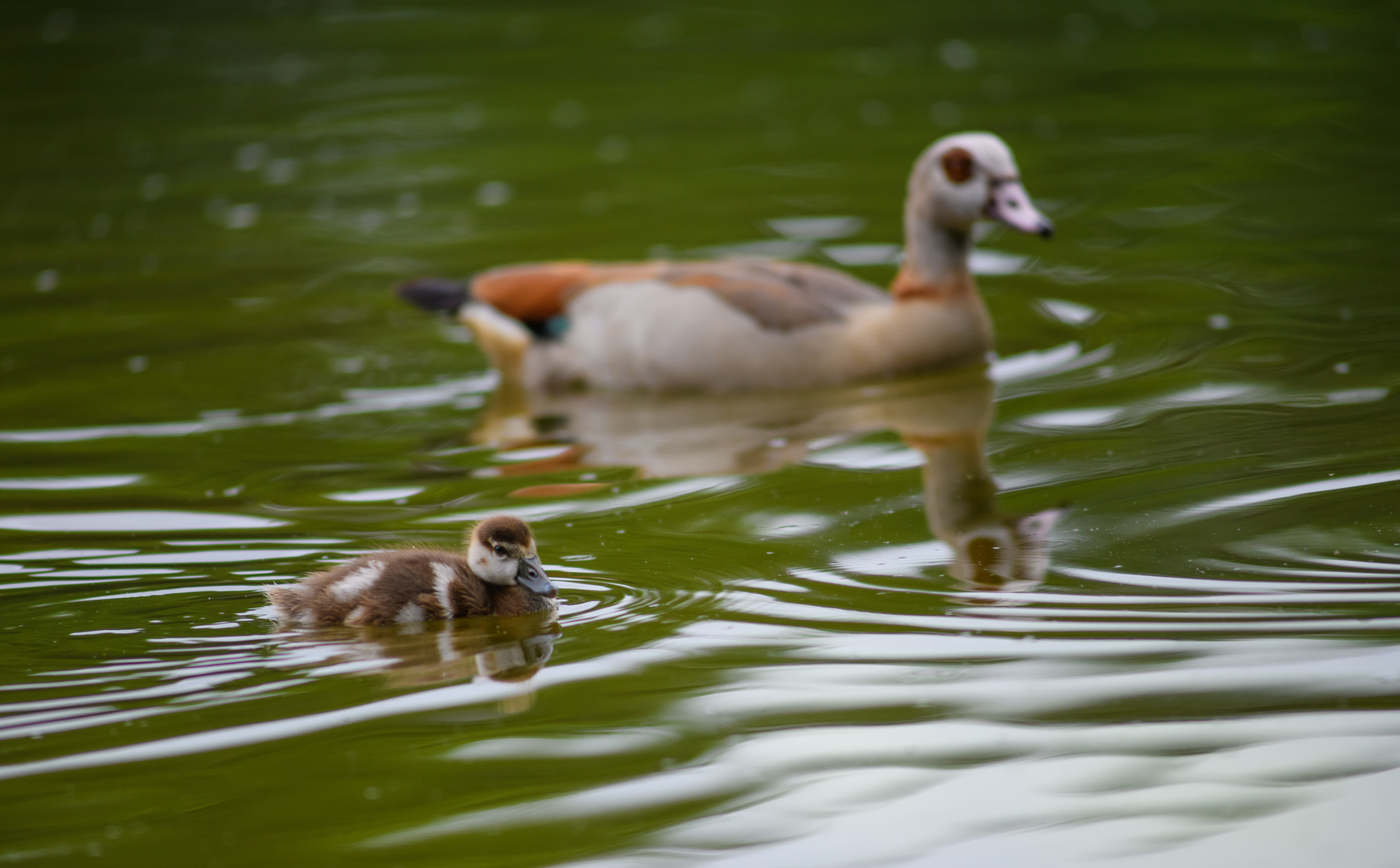 Nilgänse