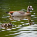 Nilgänse