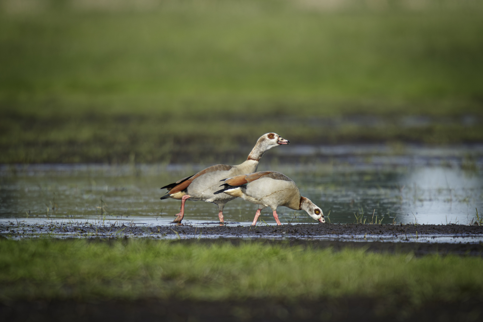 Nilgänse