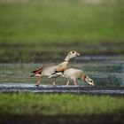 Nilgänse