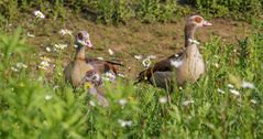 Nilgänse fotografiert im Aachener Tierpark Juni 2014