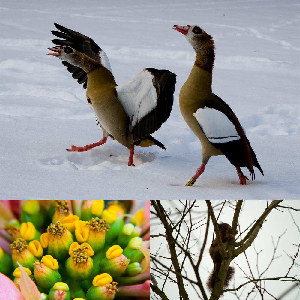 Nilgänse/ Gelbe Blüten/ Eichhörnchen