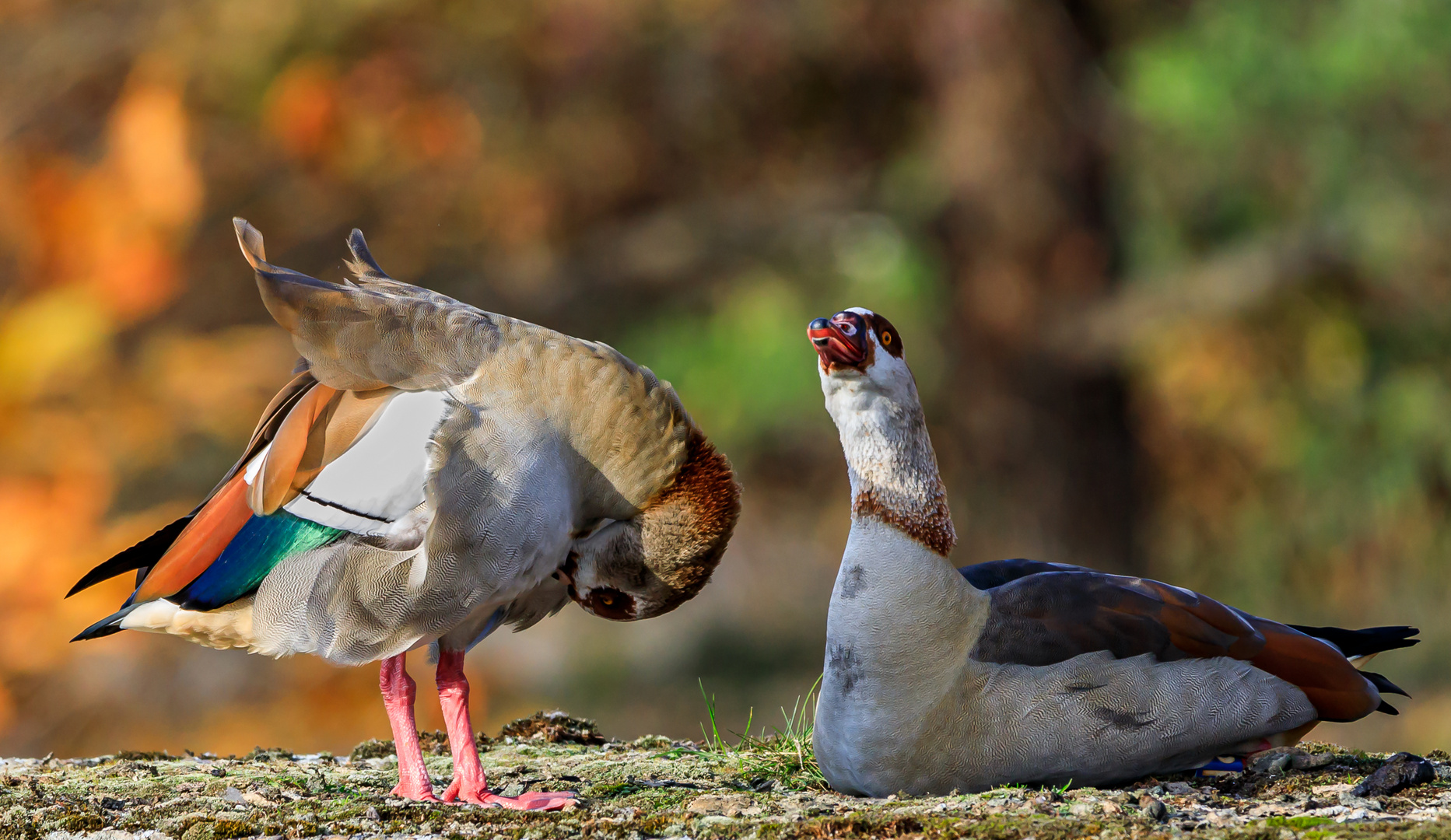 Nilgänse genießen den Goldenen Oktober