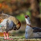 Nilgänse genießen den Goldenen Oktober