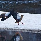 Nilgänse, Graugänse und eine Schneegans