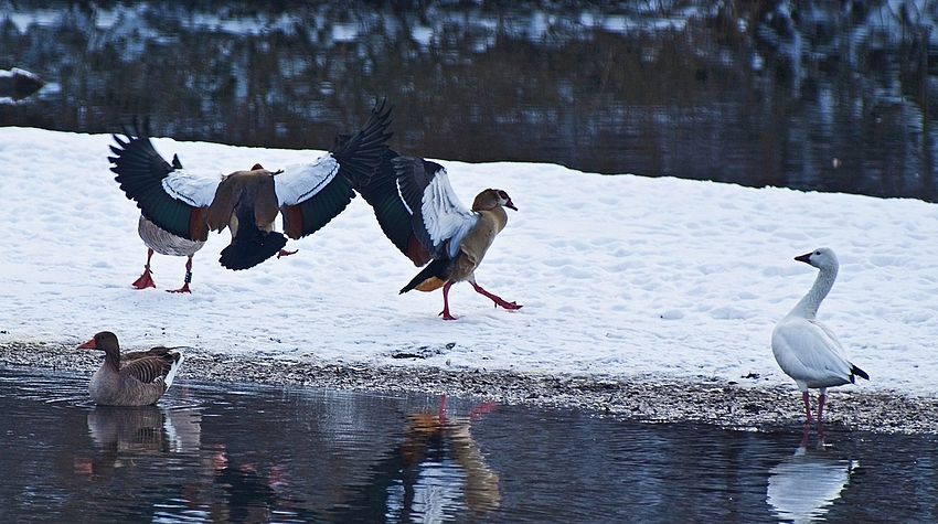 Nilgänse, Graugänse und eine Schneegans