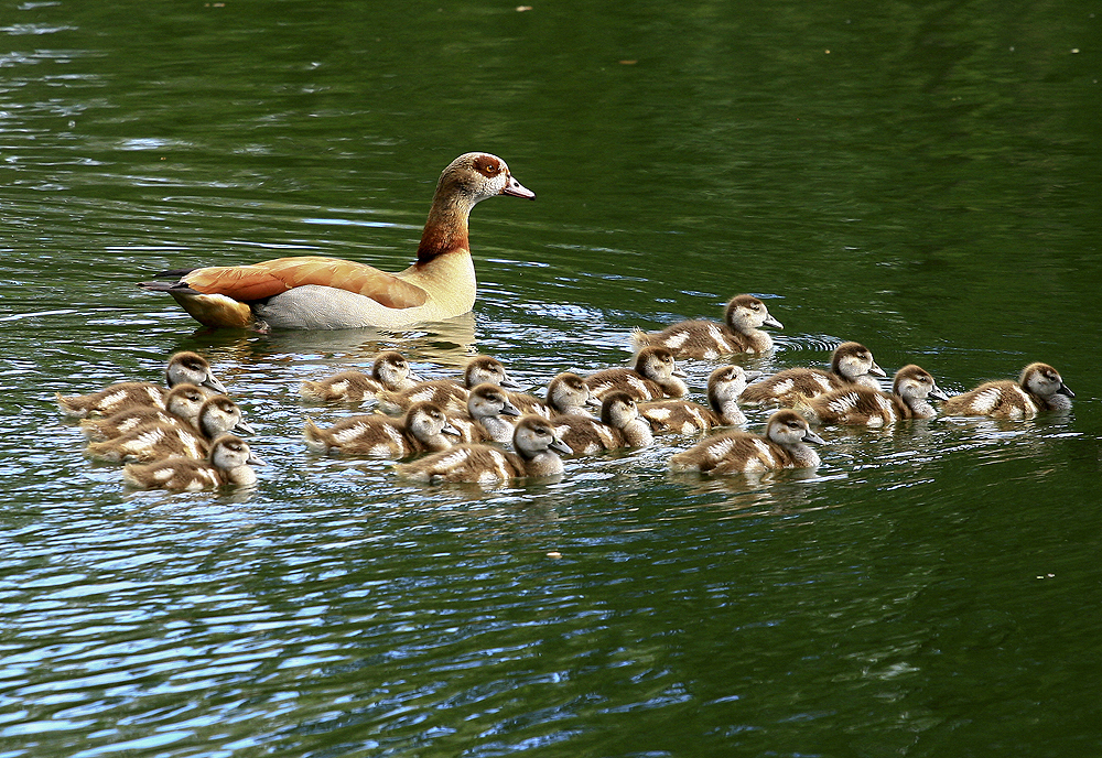 Nilgänse Großfamilie