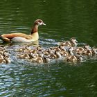 Nilgänse Großfamilie