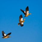 Nilgänse having fun