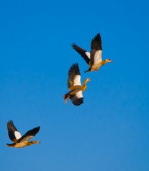 Nilgänse having fun