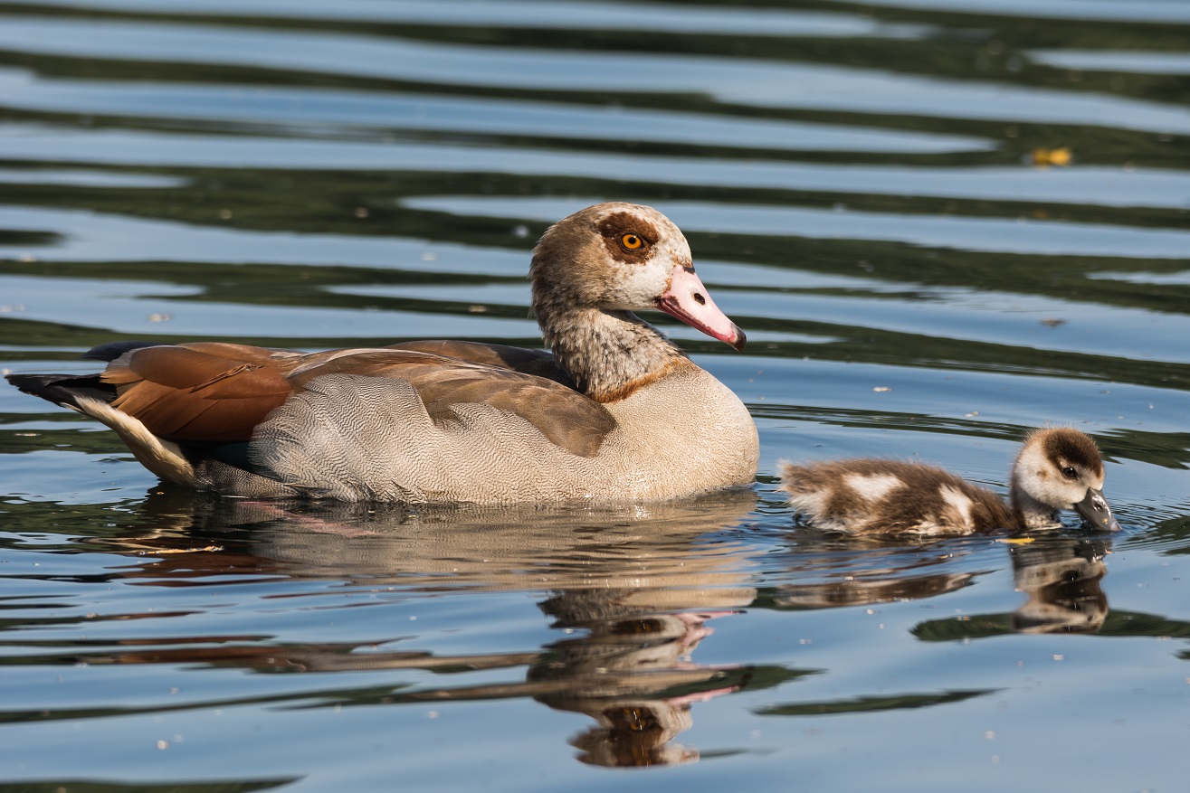 Nilgänse heute Morgen in Bocholt an der Mosse ! !