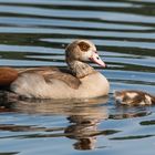 Nilgänse heute Morgen in Bocholt an der Mosse ! !