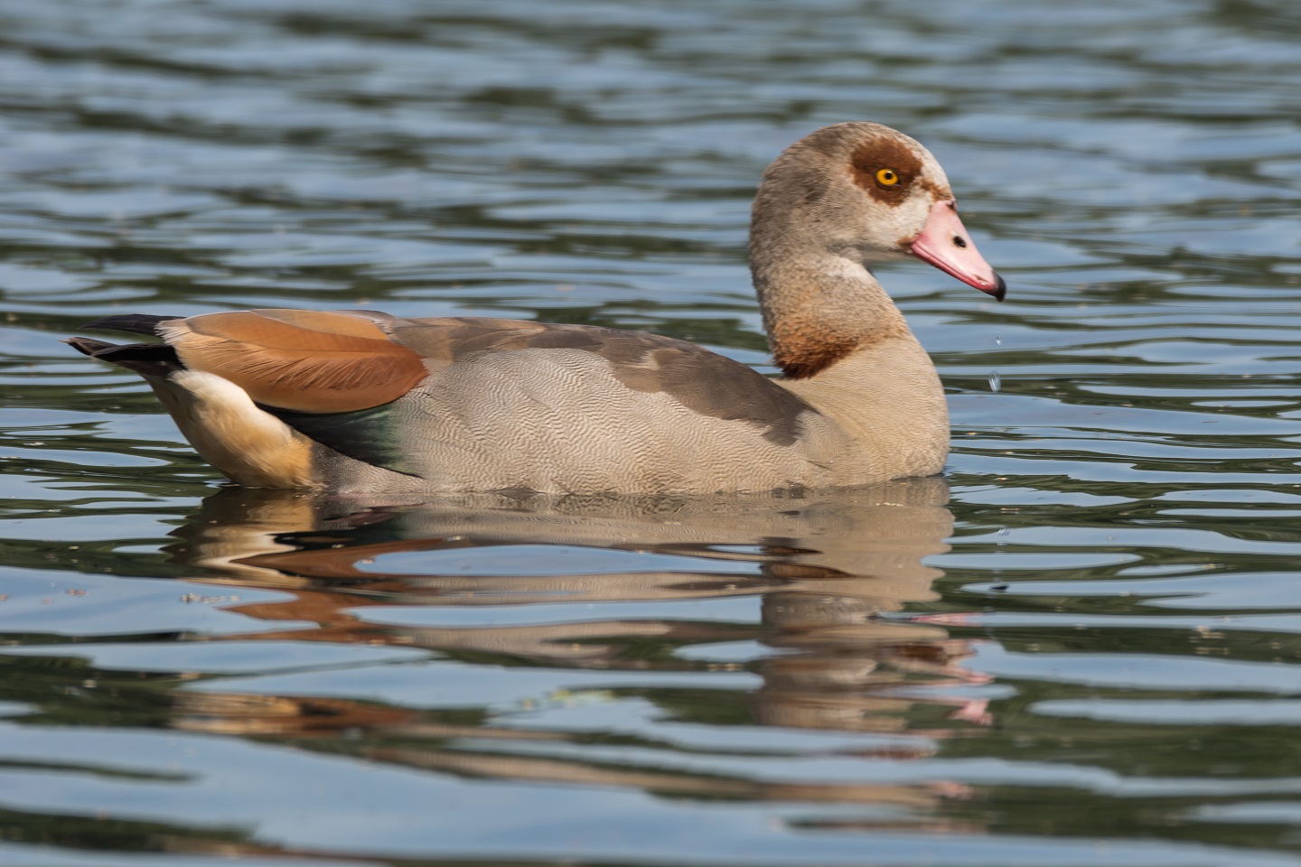 Nilgänse heute Morgen in Bocholt an der Mosse !