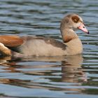 Nilgänse heute Morgen in Bocholt an der Mosse !