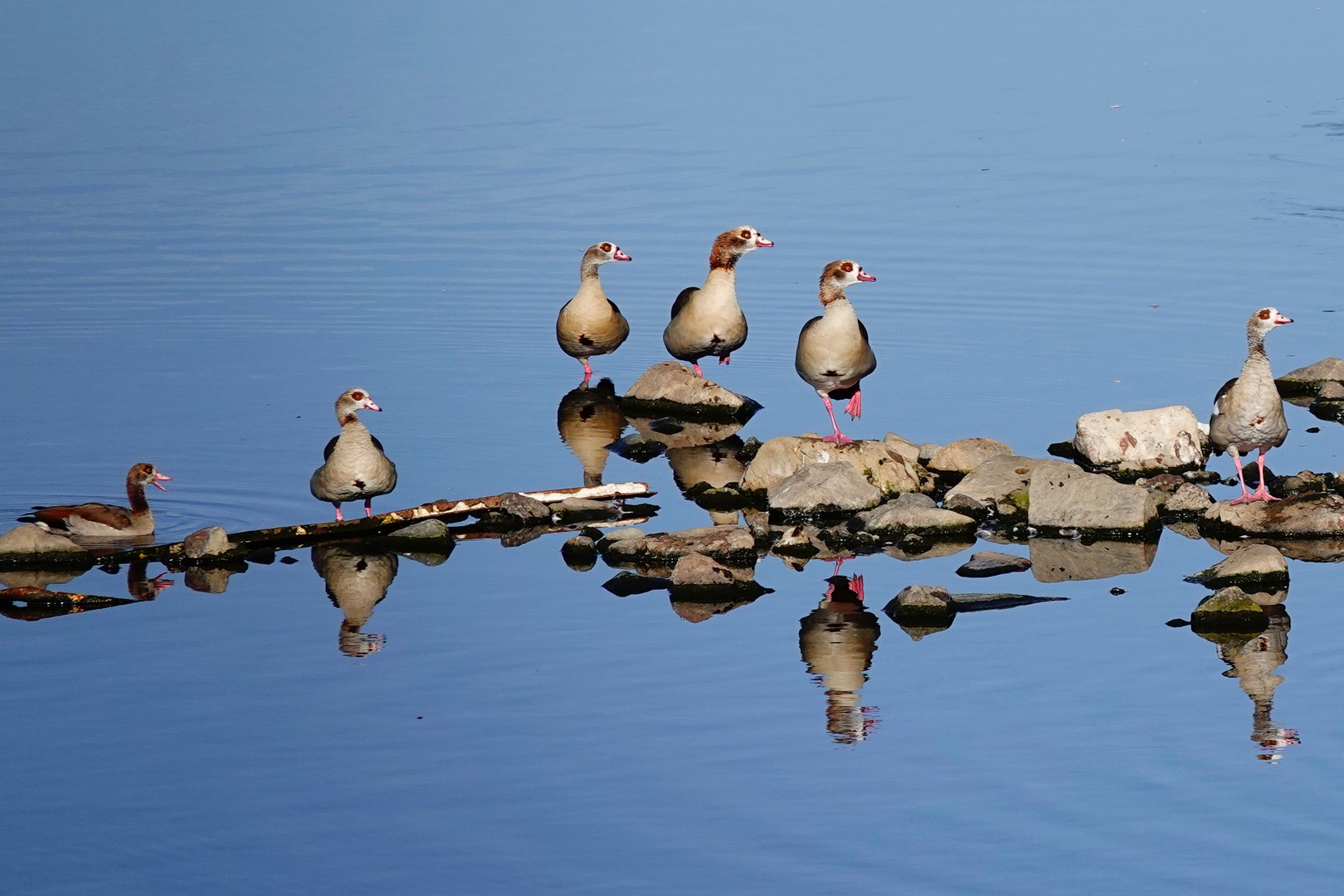 NILGÄNSE - hey Leute, was gibt's zu sehen?