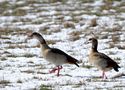 NILGÄNSE II von Bernd Ullrich 