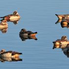 Nilgänse im Aartalsee