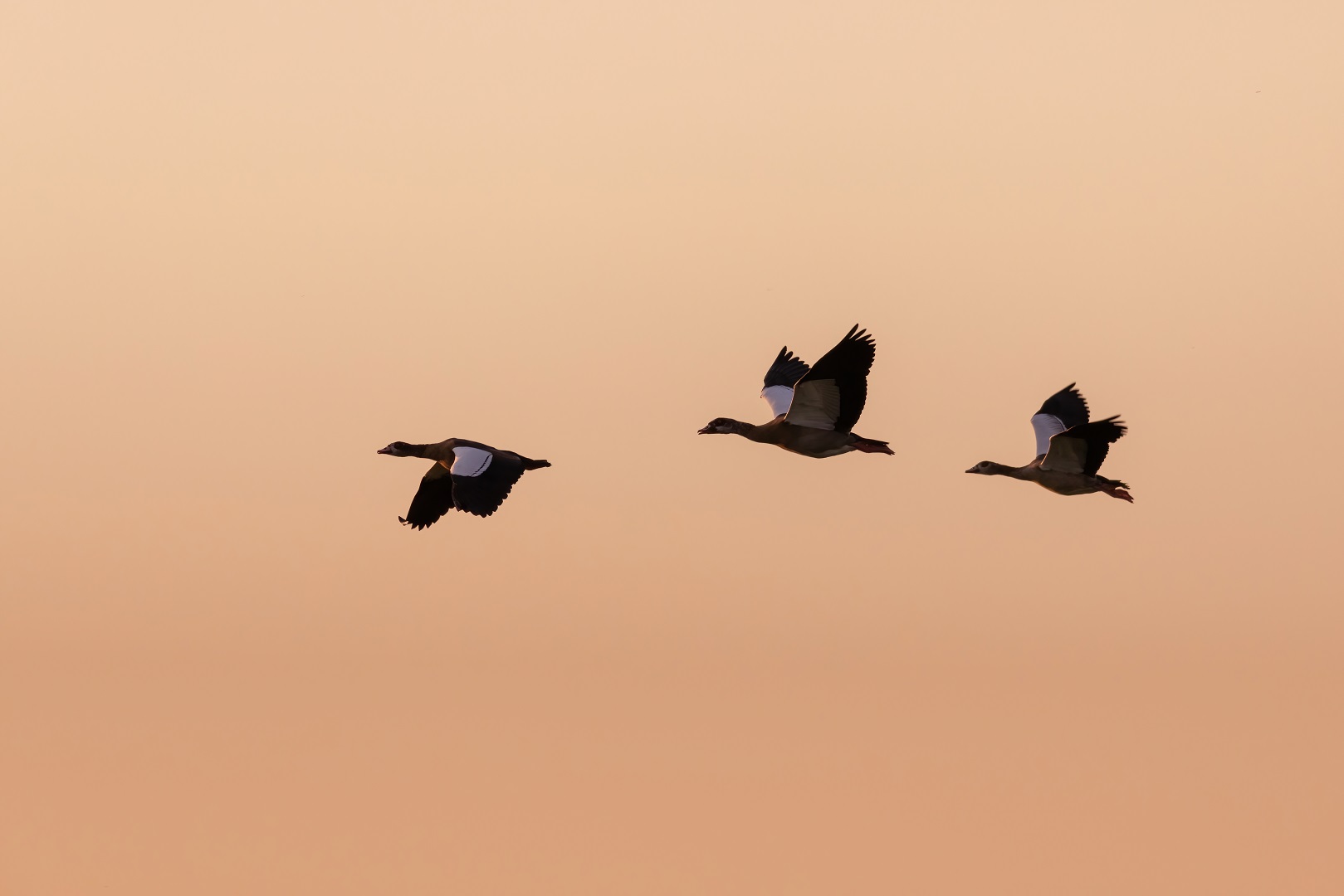 Nilgänse im Abendrot