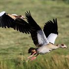 Nilgänse im Abflug