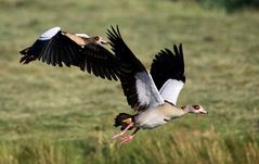 Nilgänse im Abflug