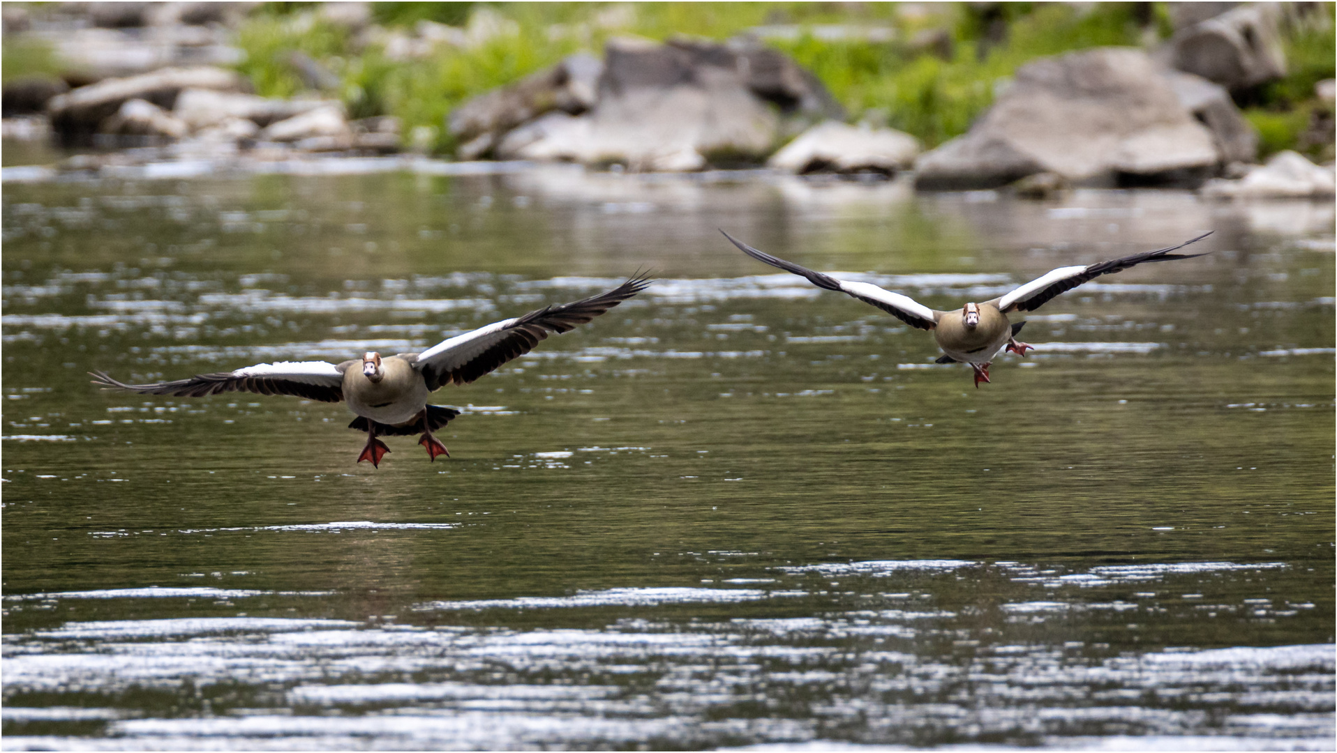 Nilgänse im Anflug