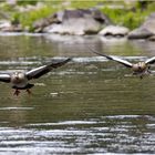 Nilgänse im Anflug