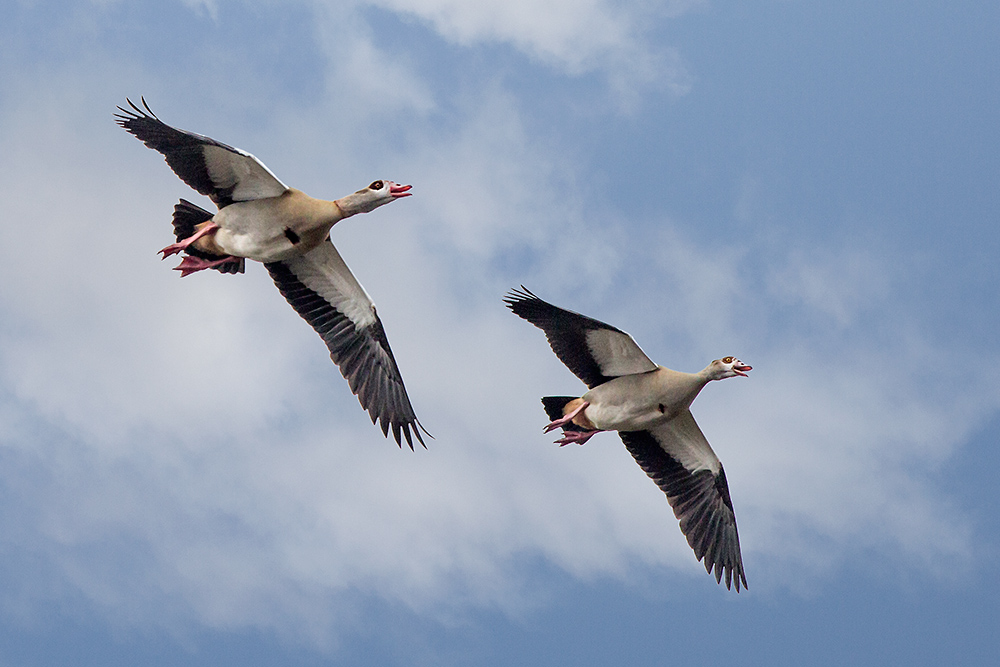 Nilgänse im Anflug ...