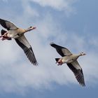 Nilgänse im Anflug ...