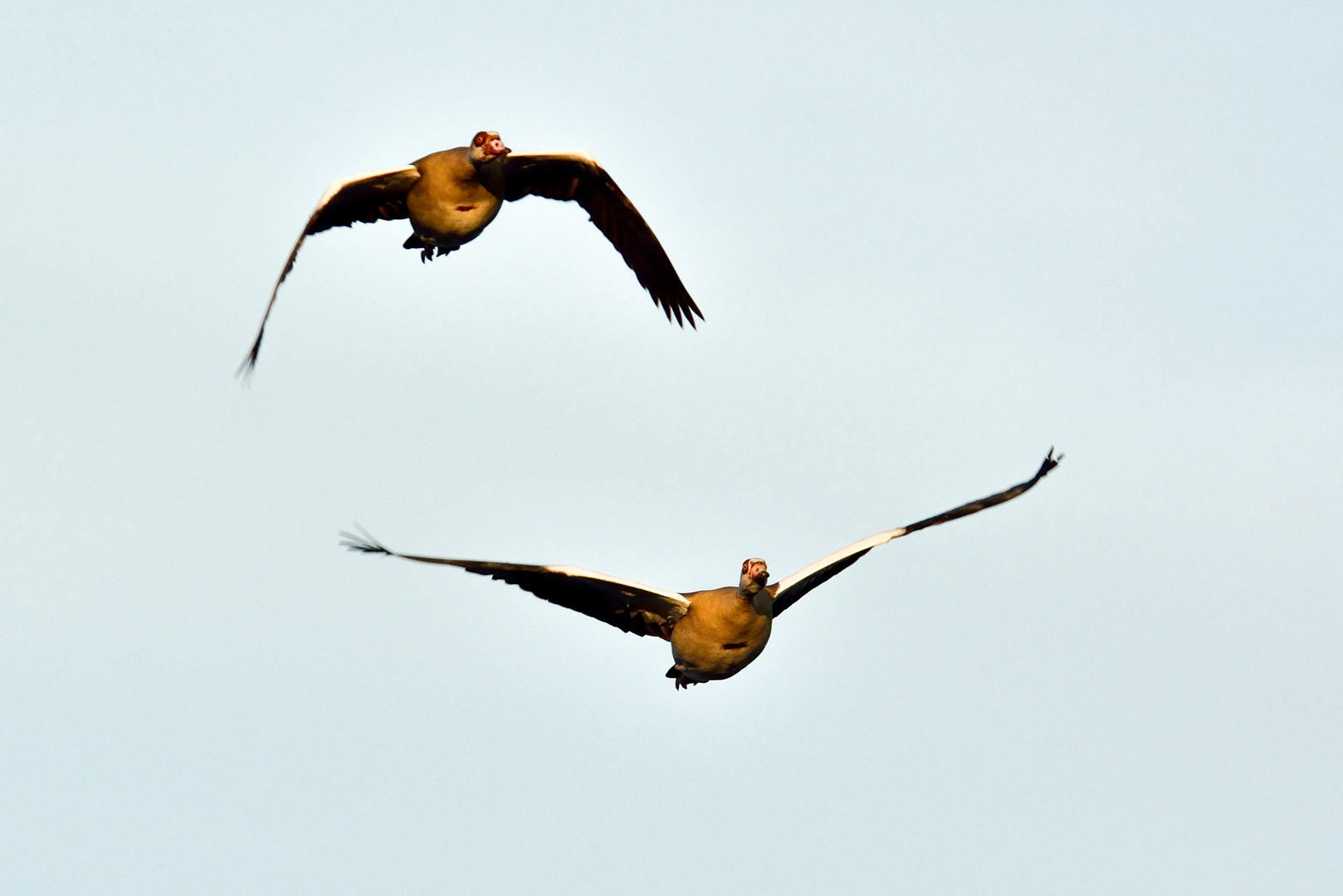 Nilgänse im Anflug