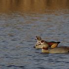 Nilgänse im Biotop - Farbdynamik