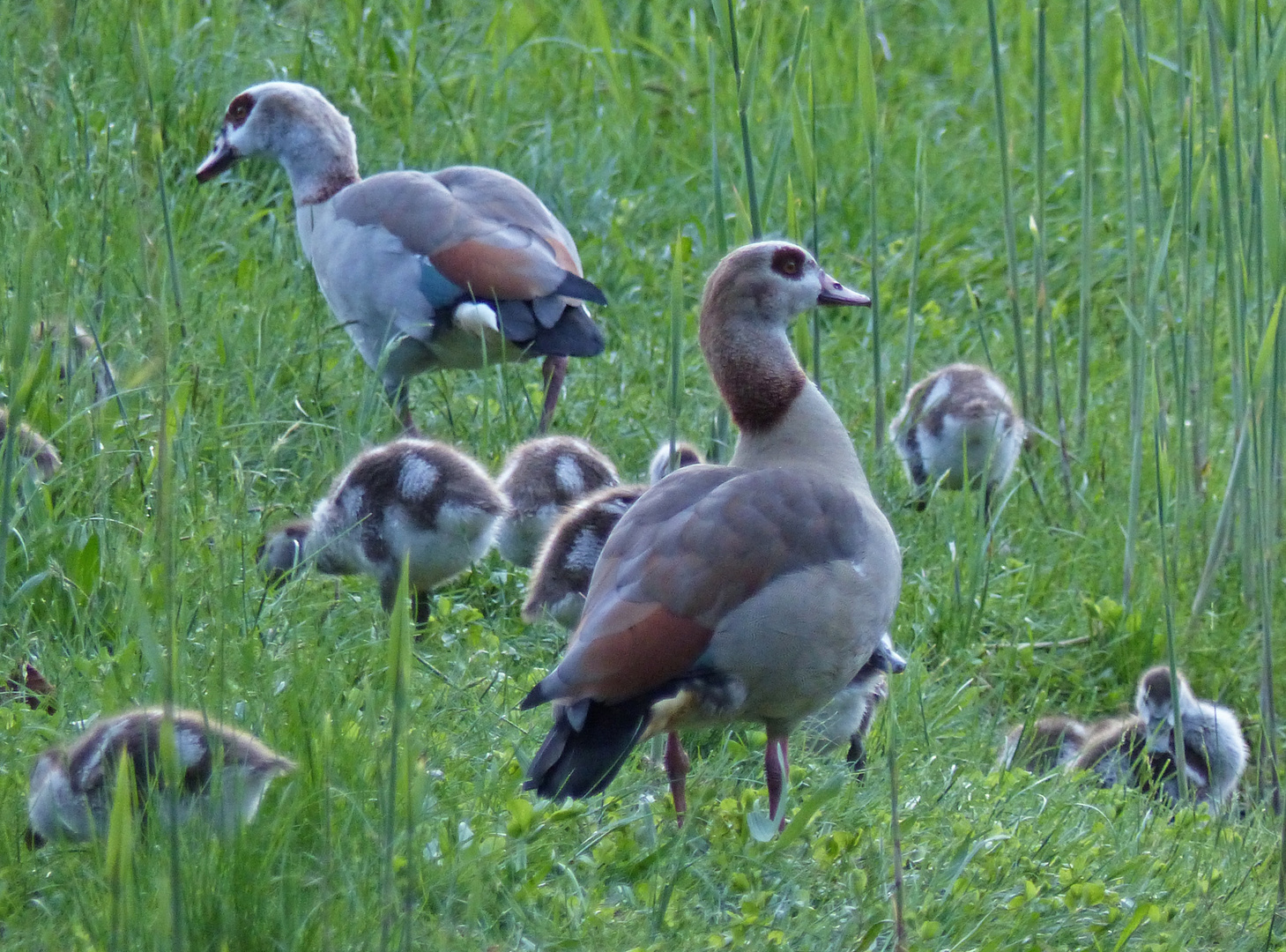 Nilgänse im Dahmeland