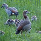 Nilgänse im Dahmeland