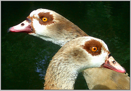 Nilgänse im Dialog ? | Victoria-Park Kronberg