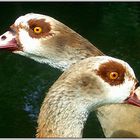 Nilgänse im Dialog ? | Victoria-Park Kronberg