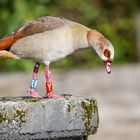 Nilgänse im Ehestreit (endlich ist sie weg)