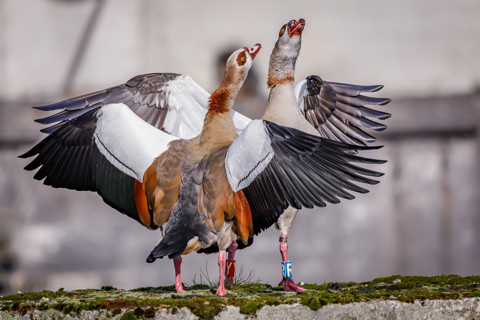 Nilgänse im Ehestreit (führ hier nicht so einen Tanz auf!)