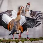 Nilgänse im Ehestreit (führ hier nicht so einen Tanz auf!)