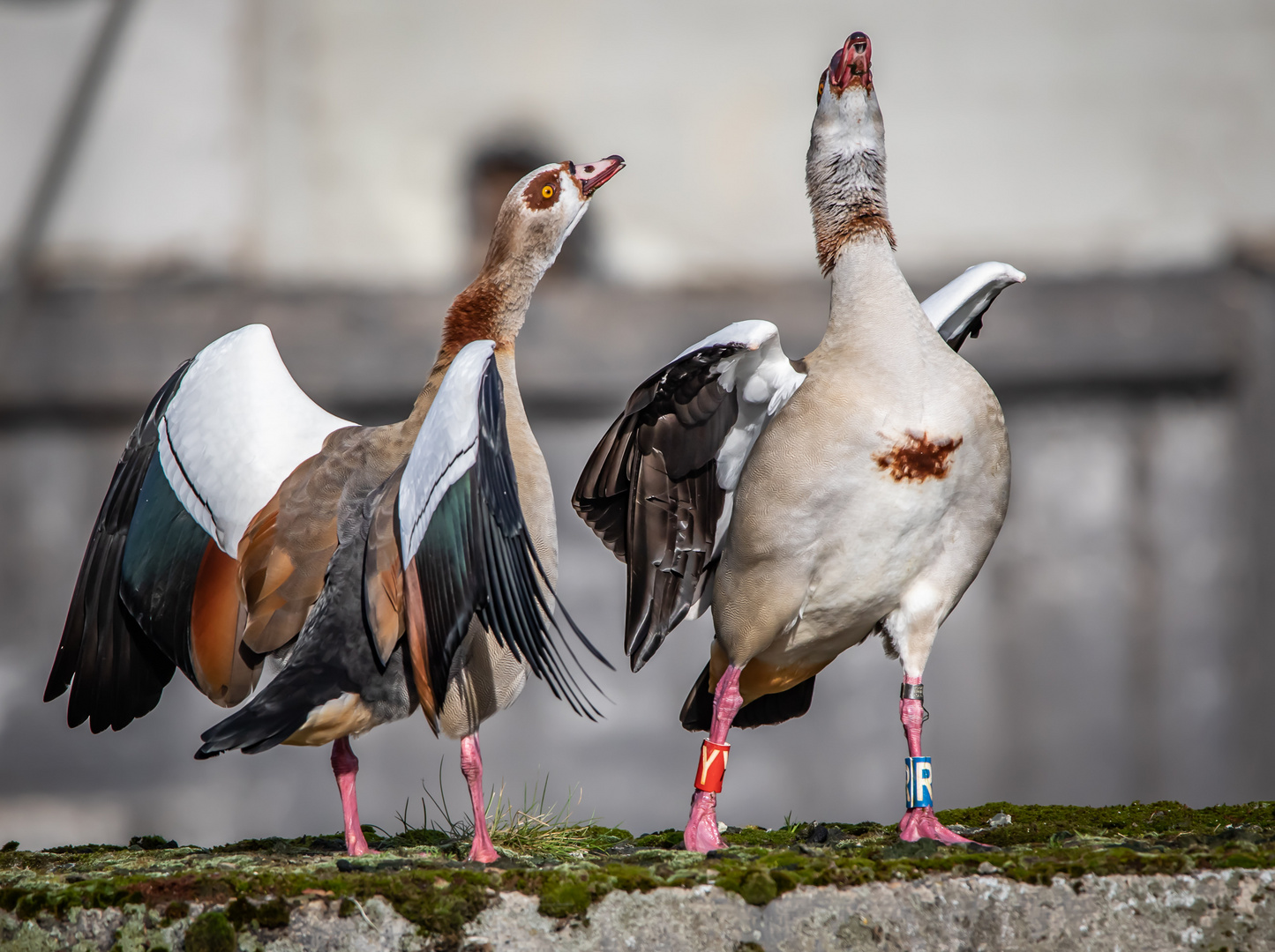 Nilgänse im Ehestreit (spiel dich nicht so auf!)