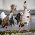 Nilgänse im Ehestreit (spiel dich nicht so auf!)