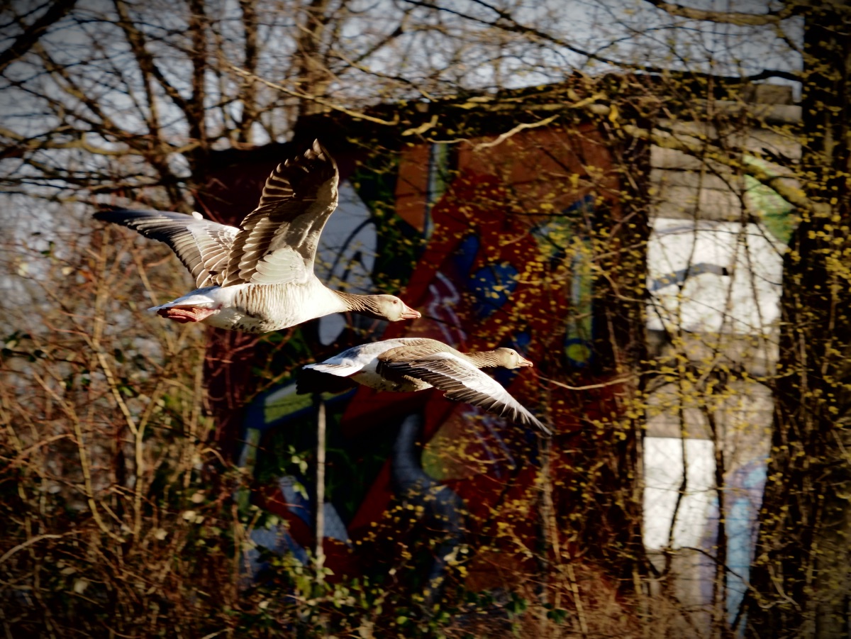 Nilgänse im Flug