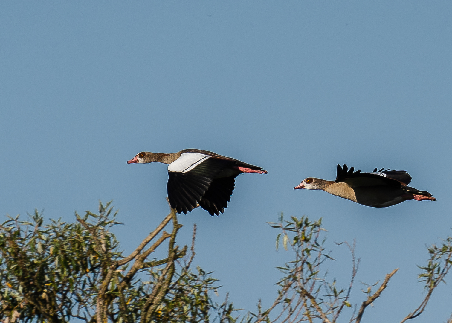 Nilgänse im Flug