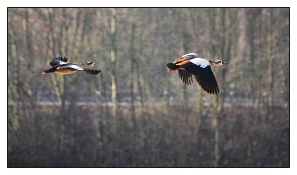 Nilgänse im Flug.