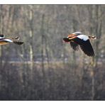 Nilgänse im Flug.