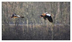 Nilgänse im Flug.