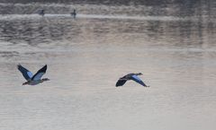 Nilgänse im Flug