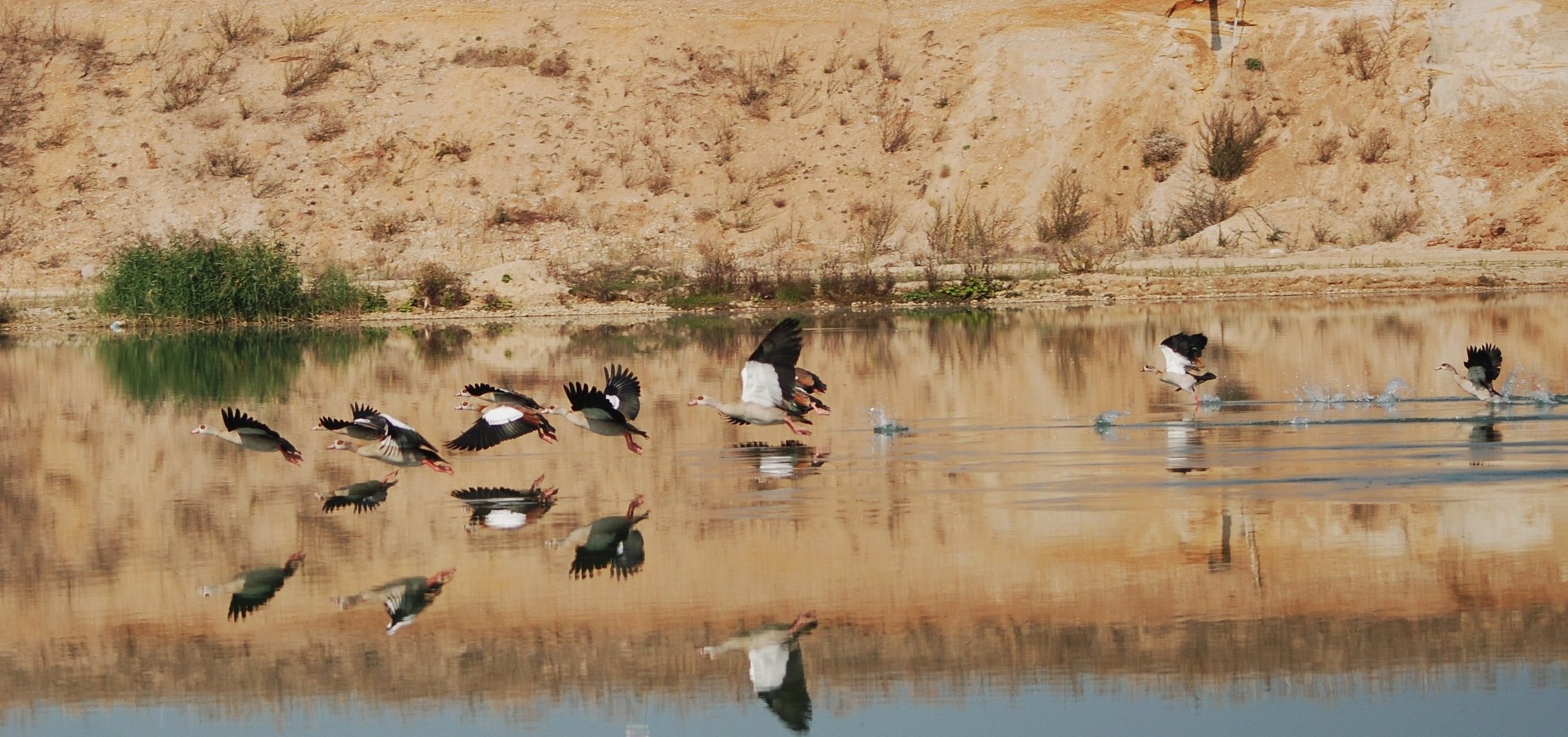 Nilgänse im Flug erwischt