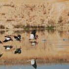 Nilgänse im Flug erwischt