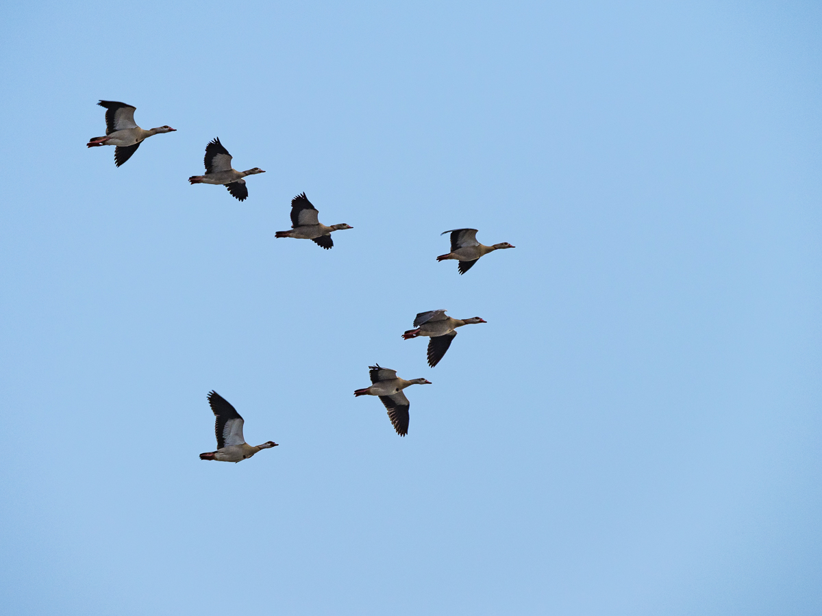 Nilgänse im Formationsflug