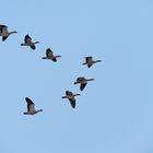 Nilgänse im Formationsflug