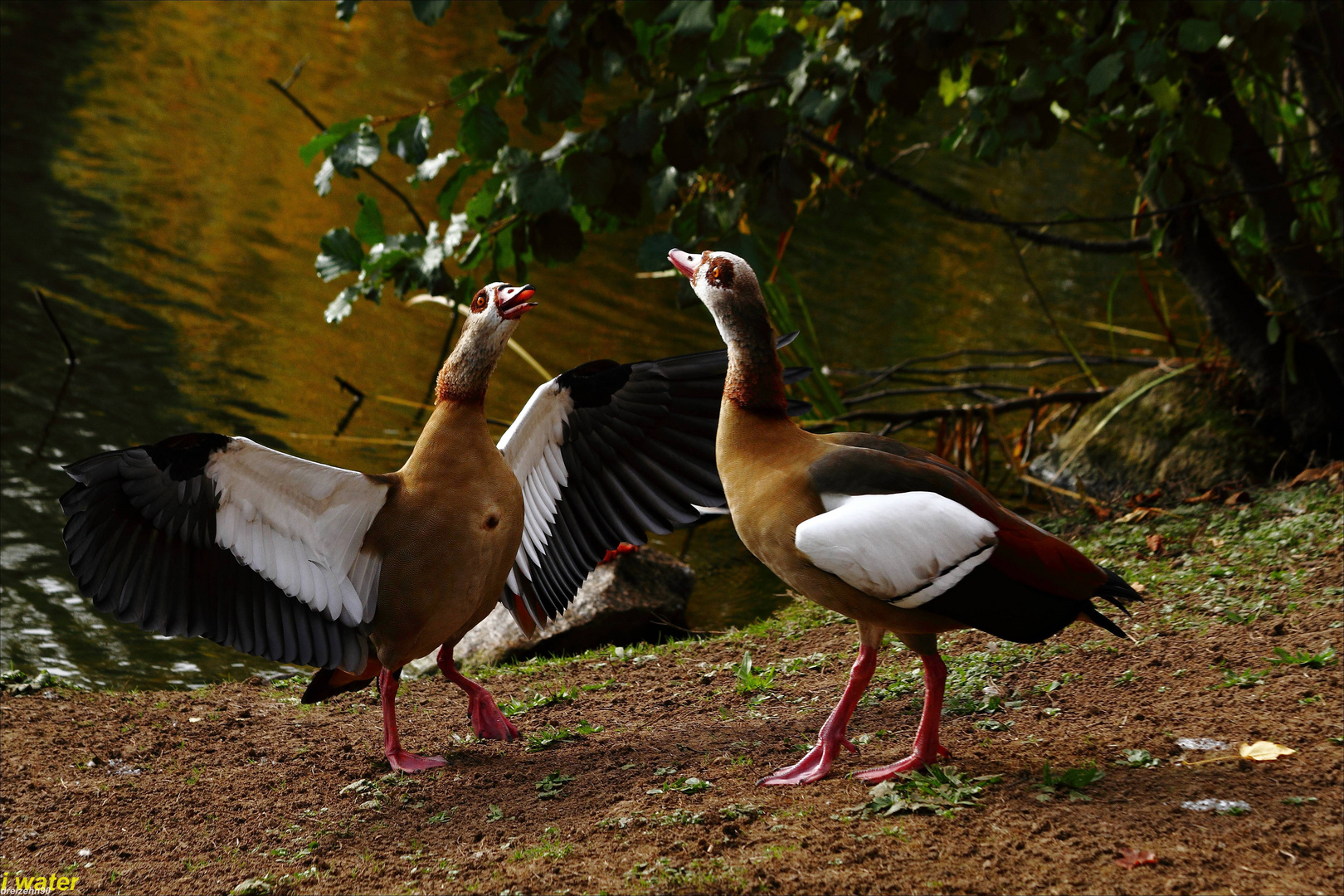 Nilgänse im Gespräch